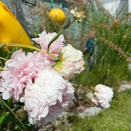 Wibor Ulica Tesknoty 5 Dziwnów