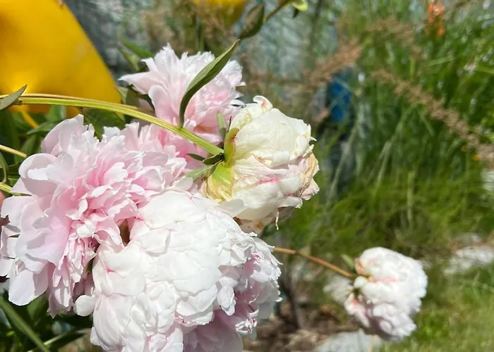 Wibor Ulica Tesknoty 5 Dziwnów